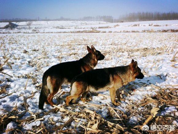 德牧犬能家养吗:德国牧羊犬适合农村看家护院吗？