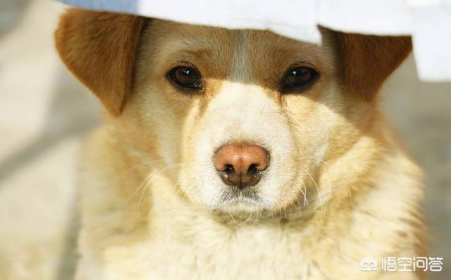 日本柴犬:中国的土狗和日本的柴犬比，输在那里？ 日本柴犬的特点