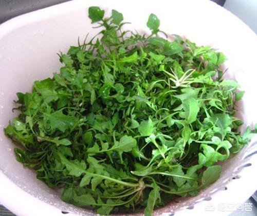 到农村挖野菜,有哪些野菜可以吃而且营养价值高？