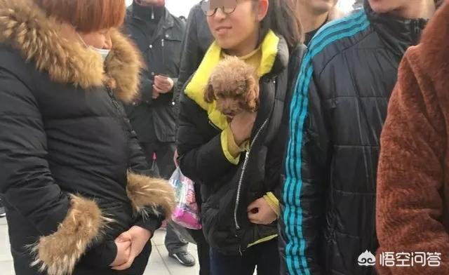 郑州狗狗:郑州景区小狗禁止入内，女孩将狗塞进衣服里，你怎么看？
