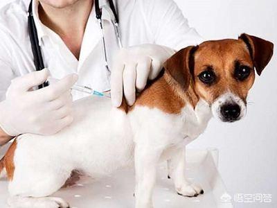 狗狂犬疫苗副作用:狗打完狂犬疫苗副作用 狂犬疫苗对人体的副作用有多大？是否每次被狗咬伤后都需要注射？