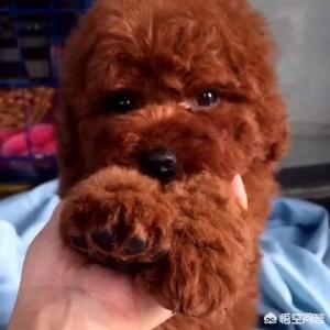 免费狂犬疫苗怎么打:打狂犬疫苗，要花多少钱？需要注意哪些问题？
