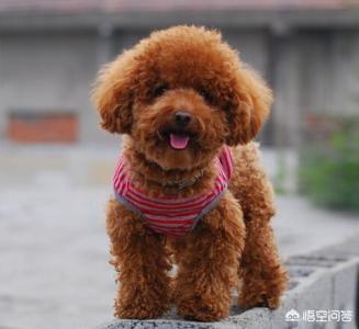 免费狂犬疫苗怎么打:打狂犬疫苗，要花多少钱？需要注意哪些问题？