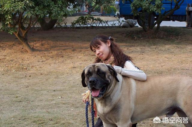 长沙金毛被虐杀:“爱狗人士”是怎样从一个褒义词或中性词变成贬义词的？