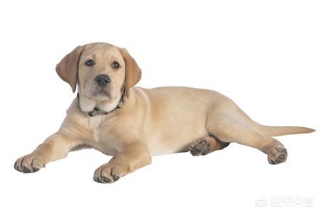 犬钩虫病传染人吗:人得钩虫病传染人吗 狗狗的哪些疾病会传染给人类？