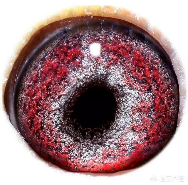 头条问答 - 漂亮的鸽子眼砂的照片有哪些?(20个回答)