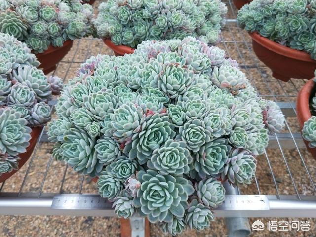 什么品种的多肉植物最漂亮？