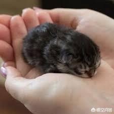 亚豹猫图片:为什么有些猫妈妈喜欢把小猫塞到主人的怀里？