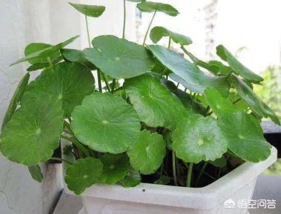 铜钱草的养殖方法和注意事项:养铜钱草的水质需要干净吗？