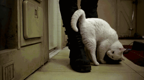 猫咪:猫咪能给你的生活带来什么乐趣？