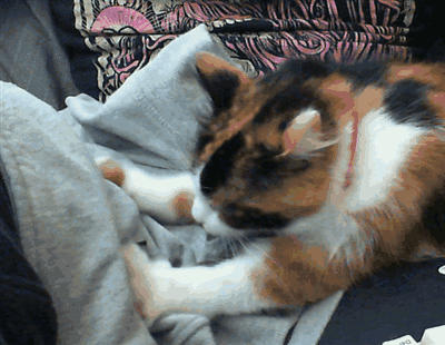 猫咪:猫咪能给你的生活带来什么乐趣？