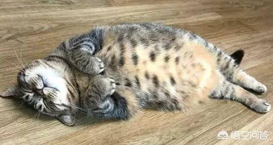猫咪:猫咪能给你的生活带来什么乐趣？