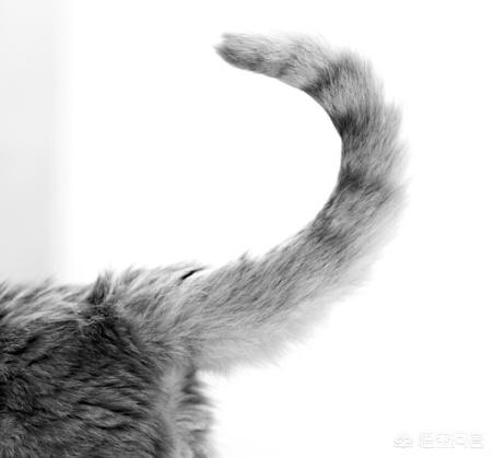 猫咪:猫咪能给你的生活带来什么乐趣？