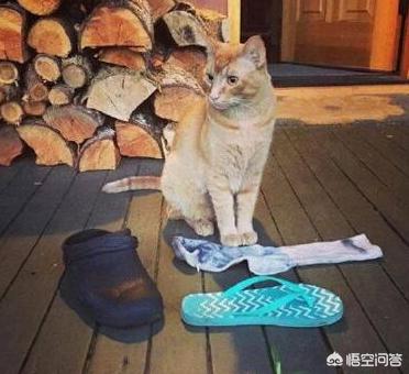 猫咪帮你踩奶是什么意思:猫咪在你身上踩奶是什么意思 猫咪哪些行为，是暗示它“很喜欢你”？