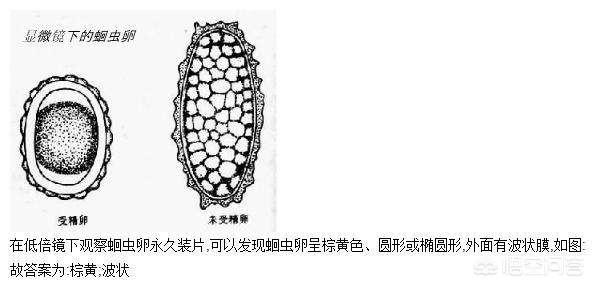 犬钩虫病传染人吗:狗的唾液会不会有传染病？
