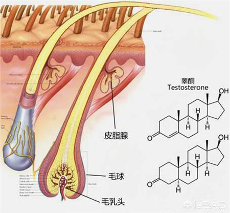 头条问答 深蹲能促进雄性激素分泌是真的吗 4个回答