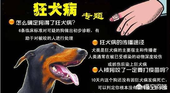 动物得狂犬病症状:狗得了狂犬病多久就会死掉。网上都说6到10天是这样吗？