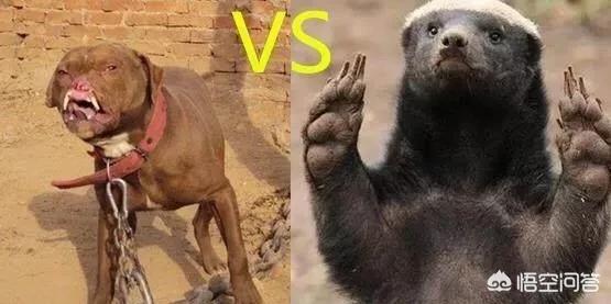 美国比特犬肌肉:两只比特犬能打赢一只花豹吗？