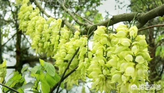 禾雀花:禾雀花有没有认识，有什么价值？