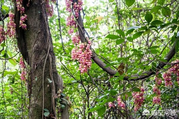 清溪的禾雀花:东莞清溪大王山风景好不好？好玩吗？