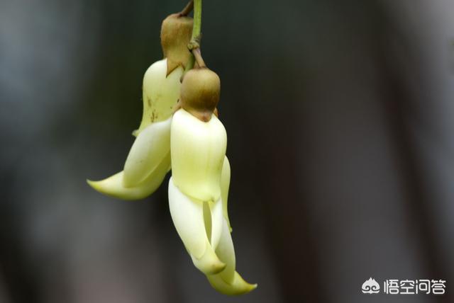 禾雀花:禾雀花有没有认识，有什么价值？