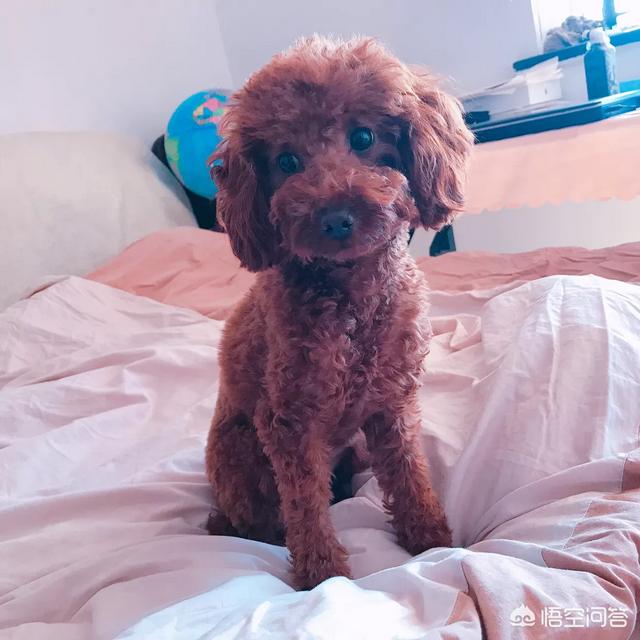 泰迪狗训练大小便:泰迪狗4个月了，现在还没有养成定点大小便的习惯怎么办？