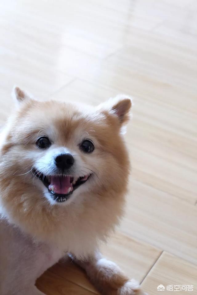 网上重金寻狗找到了吗:丽江一小狗被拐至河南，主人千里追踪终寻获，你觉得有必要吗？ 网上重金寻狗