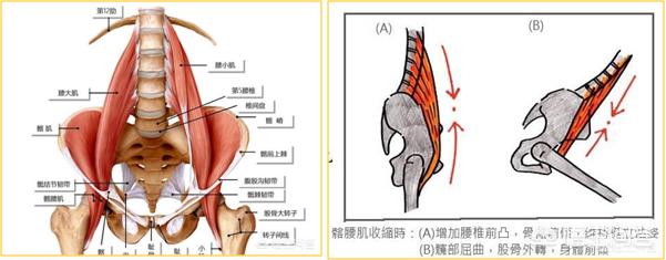 髂腰肌紧张无力,该如何锻炼？