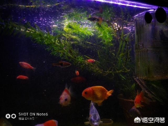 鱼缸水浑浊怎么处理:鱼缸观赏鱼水混浊后该怎样挽救呢？