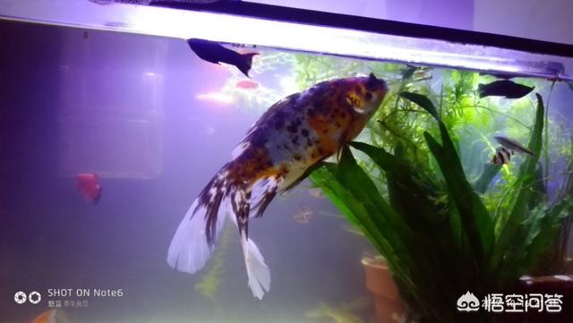 鱼缸水浑浊怎么处理:鱼缸观赏鱼水混浊后该怎样挽救呢？