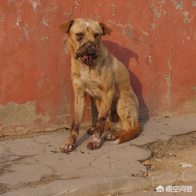 捡到一只流浪狗很爱喝水:捡了条流浪狗，但是养不下去了该怎么办？