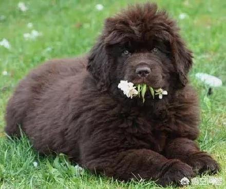 黑色纽芬兰犬:哪种犬类的皮毛是纯黑色的？ 黑色纽芬兰犬多少钱