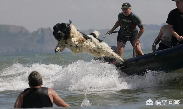 黑色纽芬兰犬:哪种犬类的皮毛是纯黑色的？ 黑色纽芬兰犬多少钱