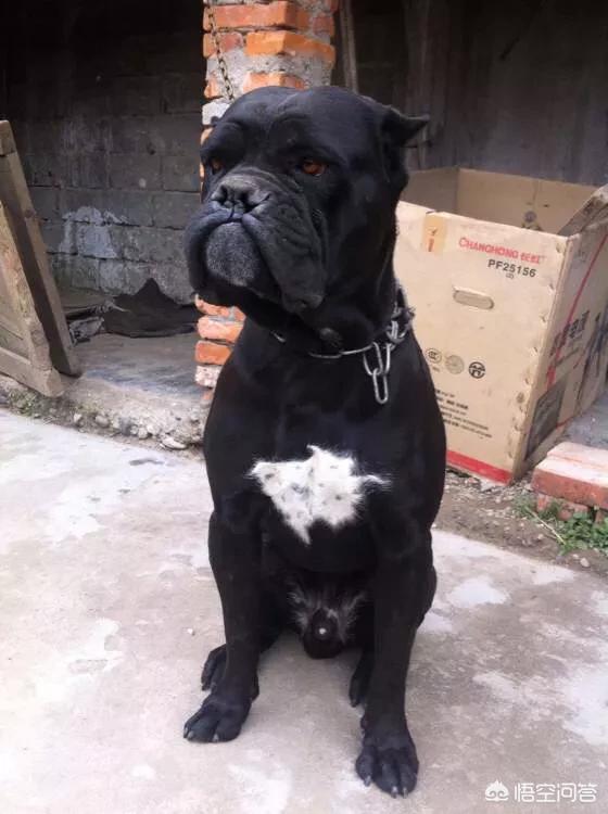 纽芬兰犬会咬人吗:养纽芬兰好还是卡斯罗好？