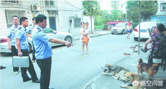 济南发布养犬通告小说:济南发布养犬通告：外出遛狗时狗绳最长1.5米。你怎么看？