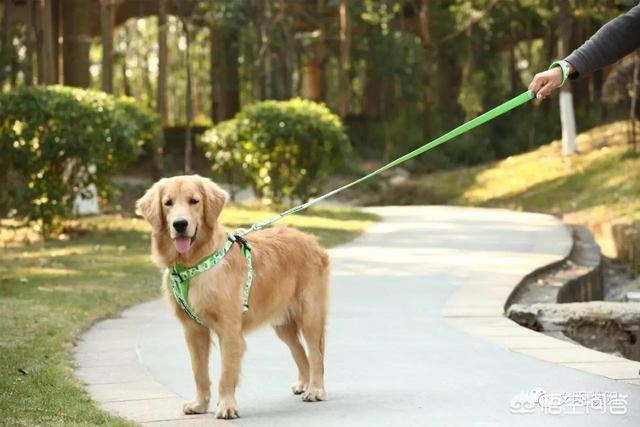 济南发布养犬通告小说:济南发布养犬通告：外出遛狗时狗绳最长1.5米。你怎么看？