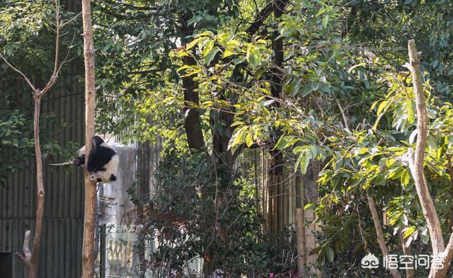 四川大熊猫栖息地:大熊猫以前是四川的名片，为什么现在成了成都的名片了？