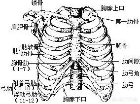 头条问答 正常的成年人有几对肋骨呢 5个回答