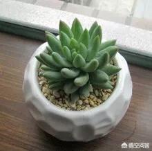 王玉珠帘多肉植物图片:朋友送了一盆多肉，这都是什么品种？该怎么养？
