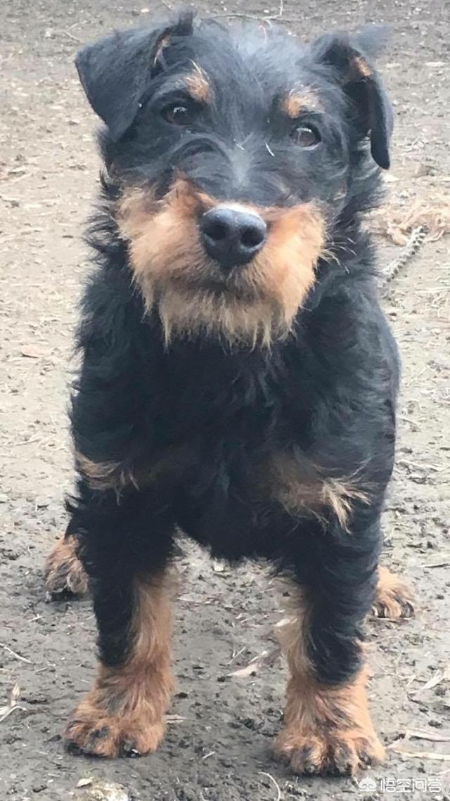 德国名犬图片大全:德国猎梗幼犬如何挑选 ？哪种德国猎梗服从性最好？