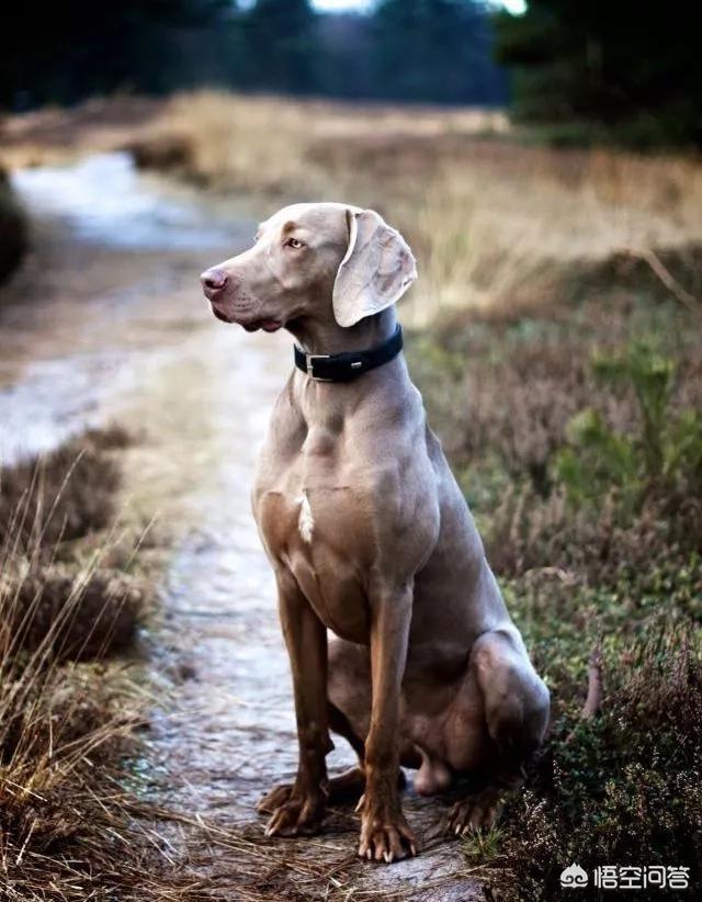 威玛猎犬和杜宾:威玛猎犬和杜宾犬的区别 为什么有些威玛犬胆子那么小？