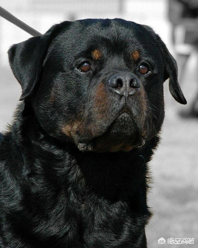 德国名犬图片大全:德国猎梗幼犬如何挑选 ？哪种德国猎梗服从性最好？