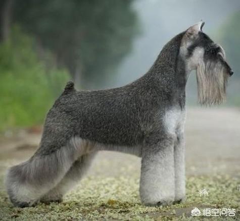德国名犬图片大全:德国猎梗幼犬如何挑选 ？哪种德国猎梗服从性最好？