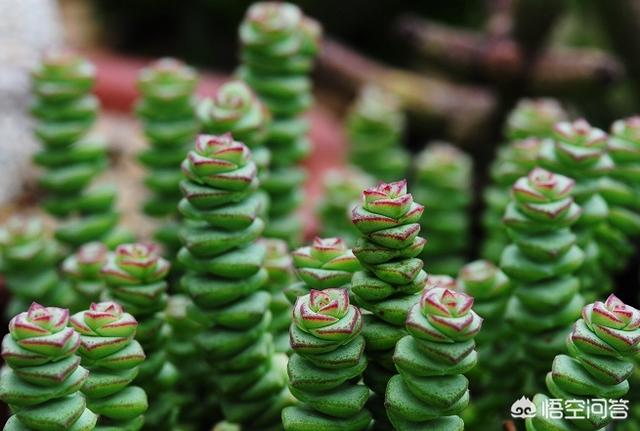 钱串子花的养殖方法:钱串子花的养殖方法和注意事项 钱串子的养殖方法是什么？