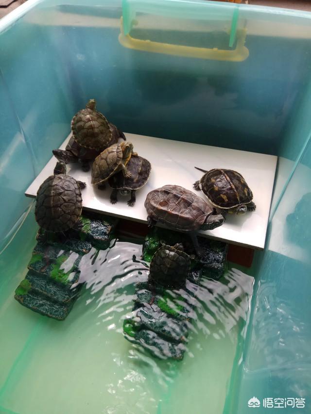 庙龟是水龟吗:亚洲巨龟和庙龟哪个可以长得更大？哪个长得更快？
