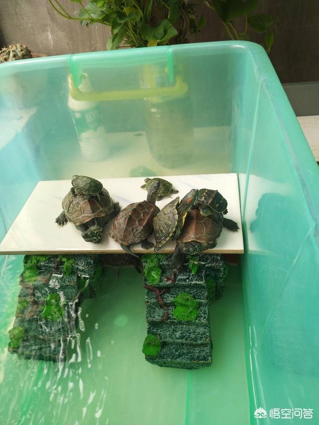 庙龟是水龟吗:亚洲巨龟和庙龟哪个可以长得更大？哪个长得更快？