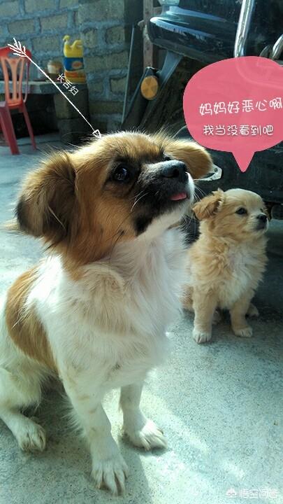 菲凡犬舍特价狗有啥区别:普通金毛和纯种金毛有何区别？养哪种更好？