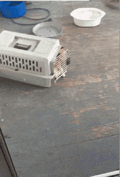 支付宝为什么猫咪能像液体:为什么猫咪身体能像液体一样 猫到底是固态的还是液态的？