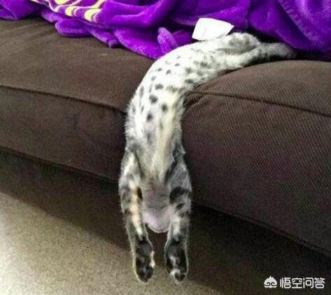 支付宝为什么猫咪能像液体:为什么猫咪身体能像液体一样 猫到底是固态的还是液态的？