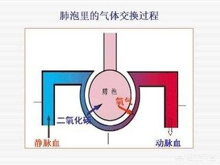 呼吸性酸中毒是什么病，家人在医院被诊断为呼吸性酸中毒，什么是呼吸性酸中毒？